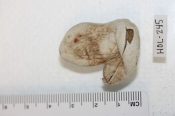 Media type: image;   Invertebrate Zoology HOL-245 Description: Preserved specimen.;